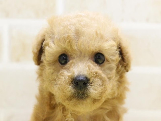 神奈川県のハーフ犬 (ペッツワン三浦店/2024年3月11日生まれ/女の子/アプリコット)の子犬